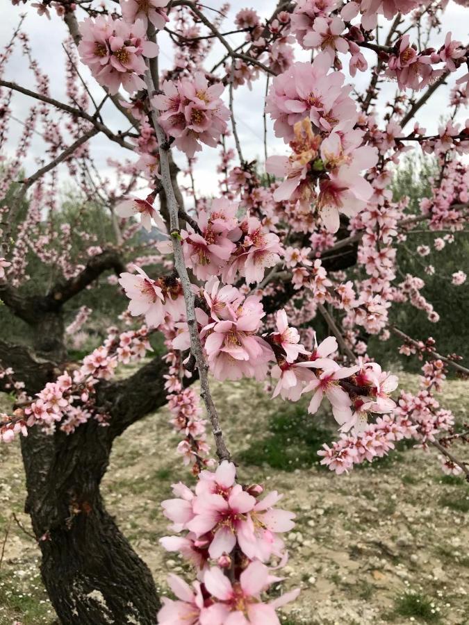 Al-Qandil Pension Margarida Buitenkant foto